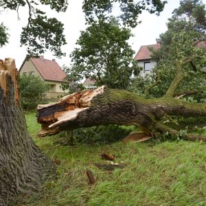 Storm damage - German Oak